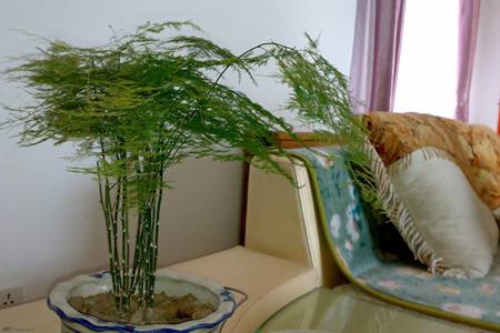 文竹的种植注意事项