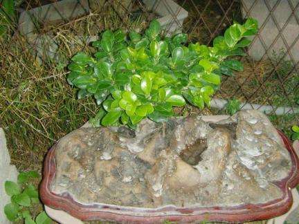 榕树盆栽种植方法