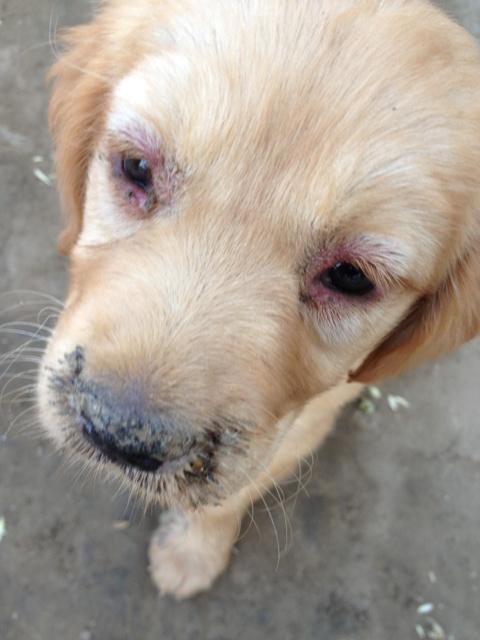 小狗得犬瘟不吃东西怎么办