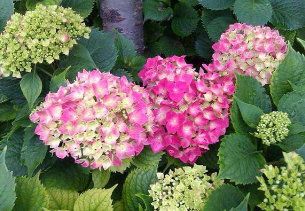 八仙花栽培注意事项