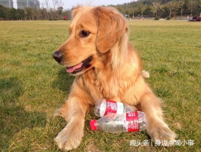 怎么让金毛捡东西怎么办