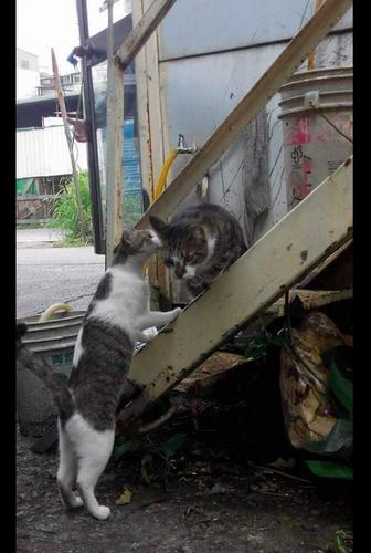 猫咪送东西报恩真实事件
