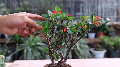虎刺梅如何栽培