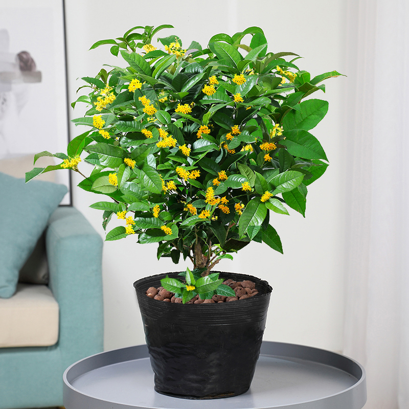 桂花盆栽土的养殖方法