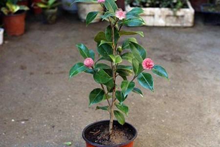 茶花盆栽培技术