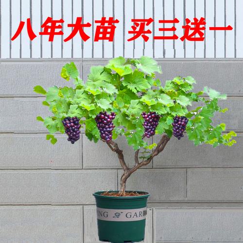 盆栽葡萄树栽培技术
