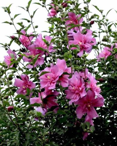 木槿花怎么栽培