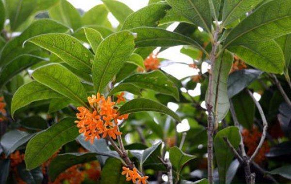 缅桂花的栽培和养殖