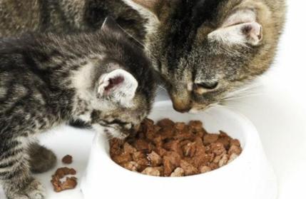 3月小猫不吃东西怎么办