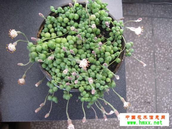 佛珠子植物的栽培