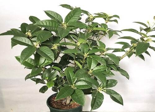 桂花室内怎么养殖方法