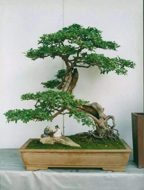 盆景栽培和养护方案