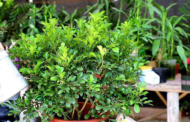 盆栽米兰的种植方法