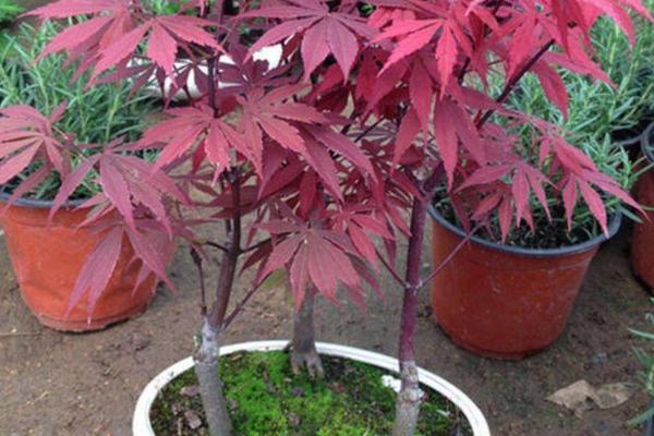 红枫盆栽培技术