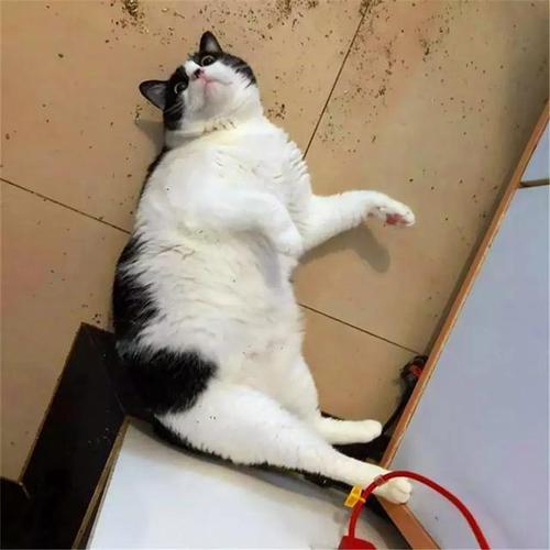 猫生气打翻东西