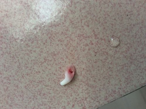小狗咬东西牙掉了