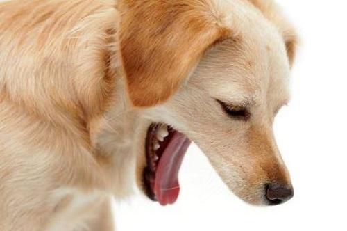 狗狗生病吐拉稀不吃东西怎么办