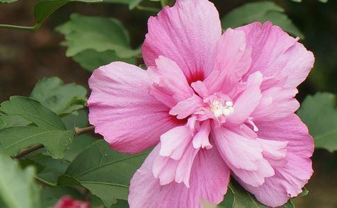 木槿花栽培方法