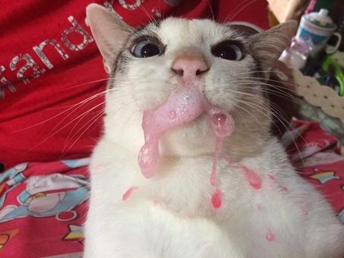怎么让猫吐东西