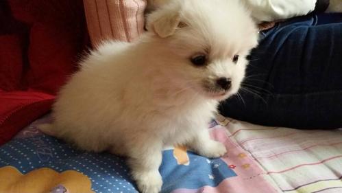 博美5个月 咬东西