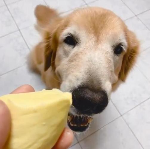 小金毛犬怎么不吃东西怎么办