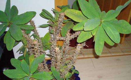 花麒麟怎么养殖方法