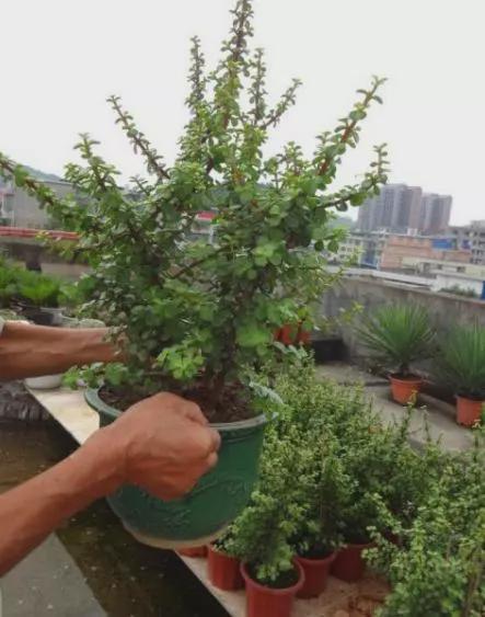 马齿苋树盆景怎样栽培