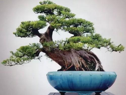 盆景栽培完全指南