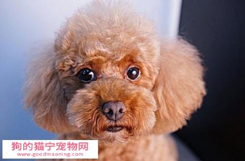 养泰迪狗狗需要注意什么东西