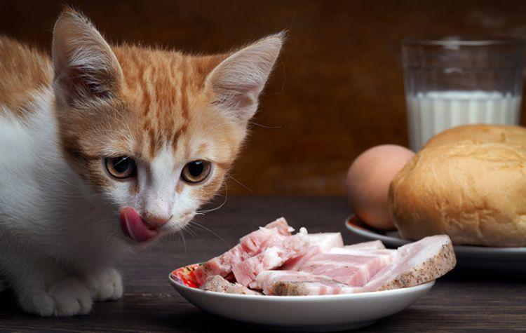 猫吃东西积食了怎么办
