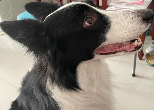 四个月大的边牧咬东西