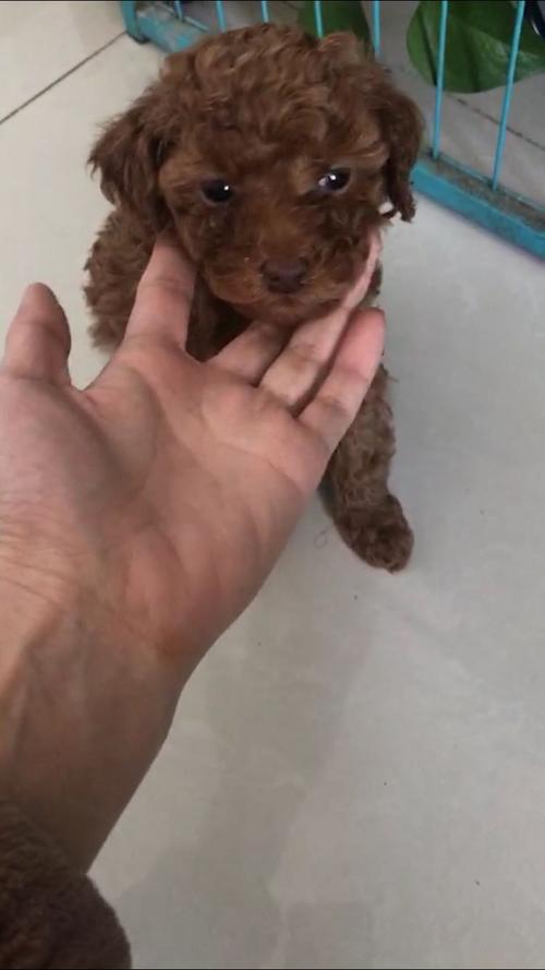 泰迪幼犬2个月怎么训练上厕所