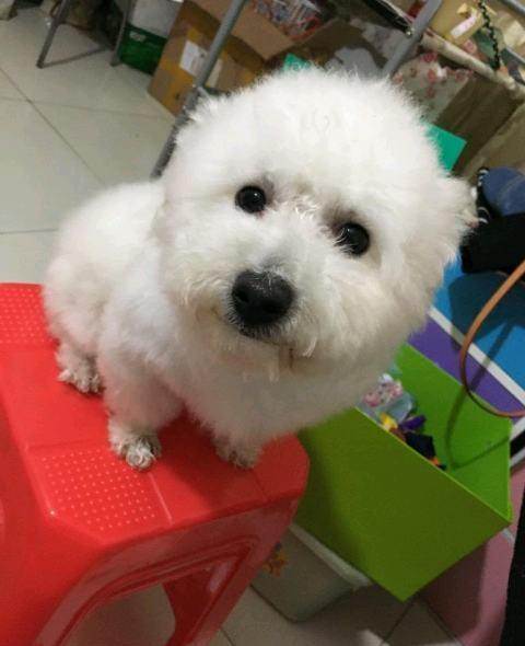 比熊四个月乱咬东西怎么办