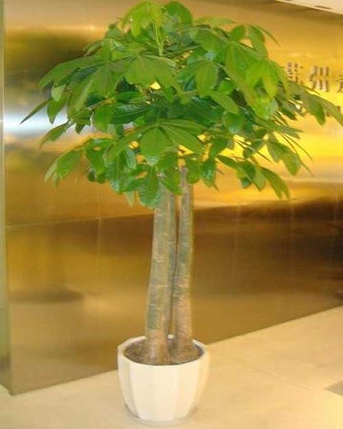 发财树无土栽培