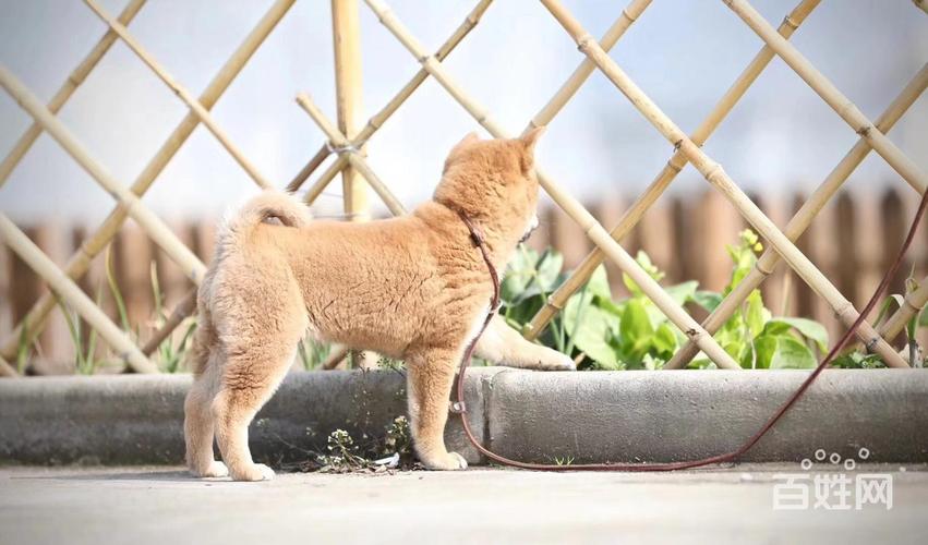 柴犬怎么训练大小便