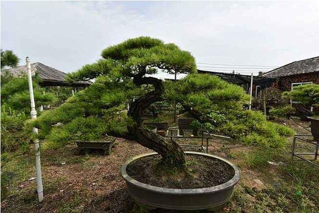 马尾松盆景栽培技术