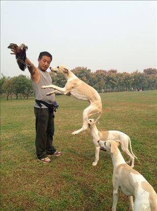 怎么训练格慧犬逮兔子