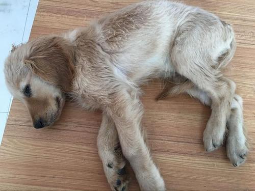 狗狗得了犬瘟 不吃东西