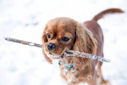 狗 叼东西训练