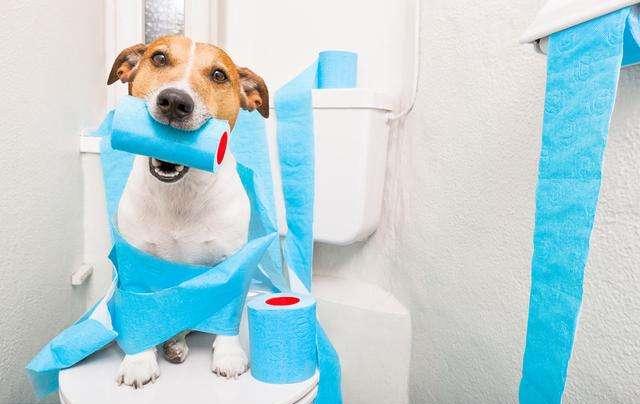 如何训练犬室外排便