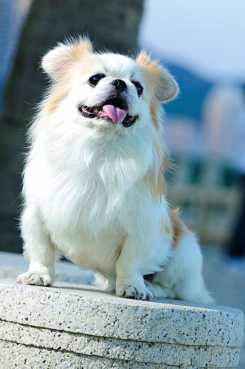 京巴犬训练