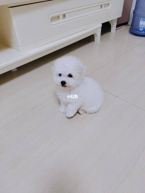 三个月的比熊怎么训练