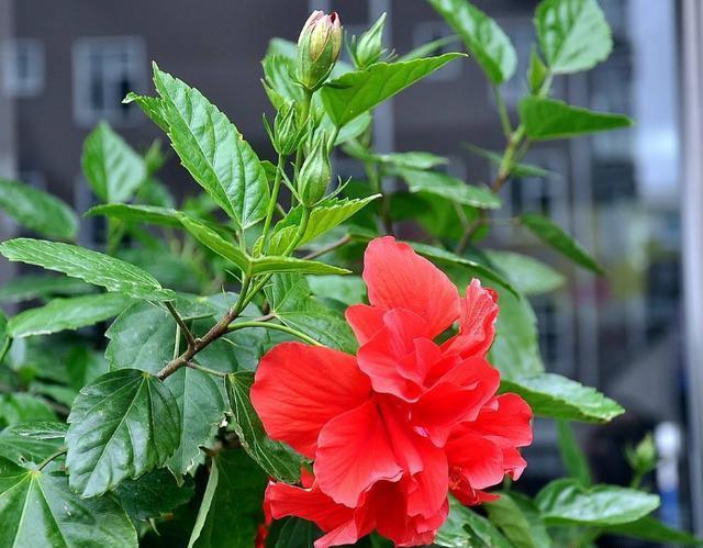 扶桑花种植方法