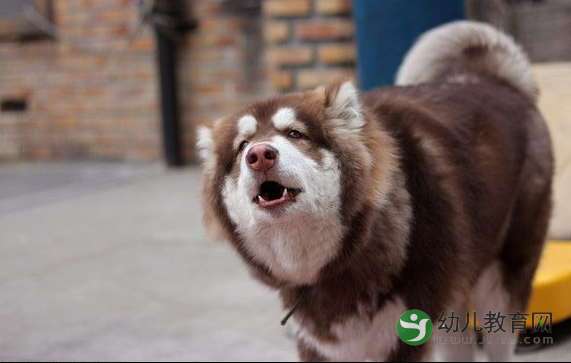 阿拉斯加犬咬东西
