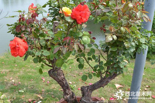 月季花栽培方法有哪些