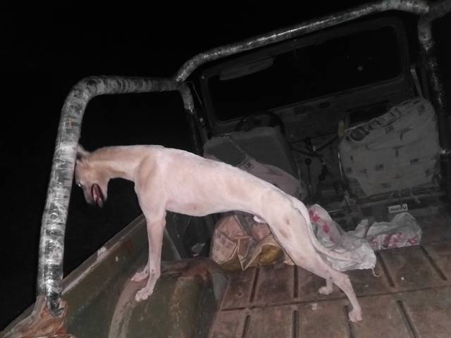 怎么训练格力犬咬野鸡