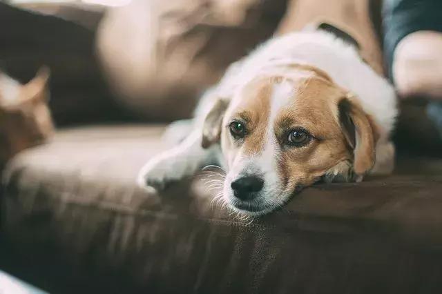 狗狗有点蔫不吃东西