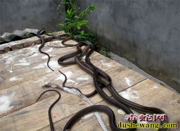 养毒蛇需要些什么东西