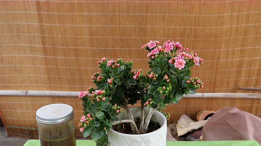 长寿花的种植栽培技术