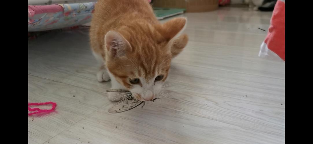 小猫学会叼东西吃